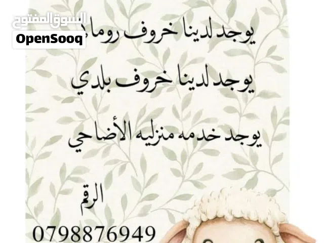 خروف روماني و بلدي 250