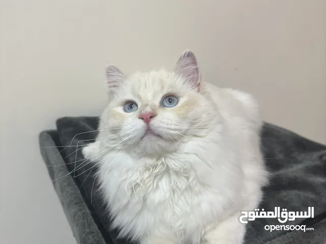 Himalayan Yellow Point Male – Free Mating (1.5 Yrs)