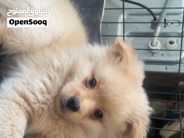 Pomeranian Dog