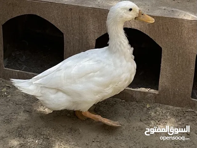 بط للبيع الوصف مهم