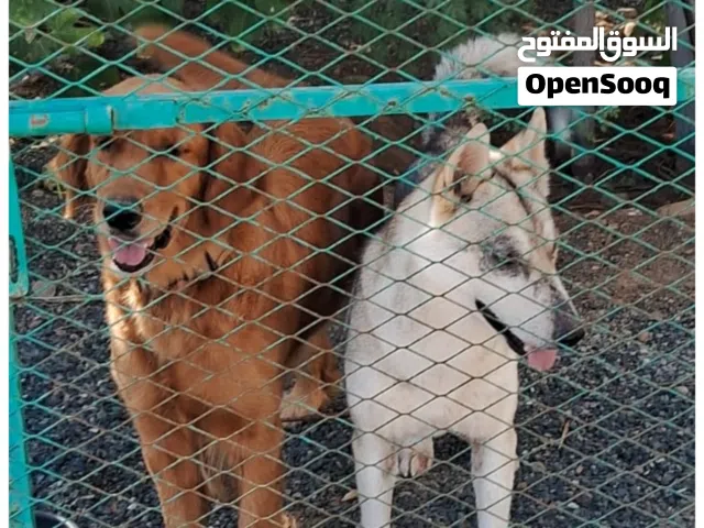 كلاب هاسكي وجولدن ريتريفر