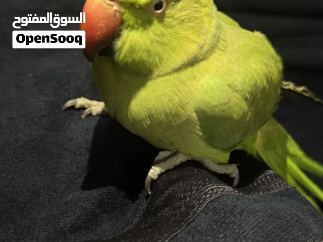 للبيع او بدل