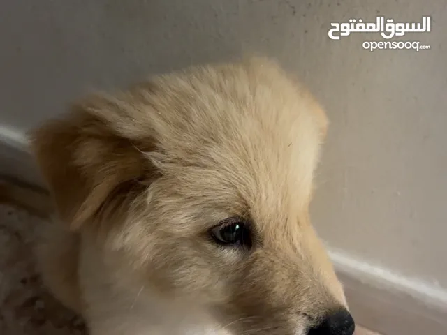 العمر ثلاث شهور  golden retriever كلب