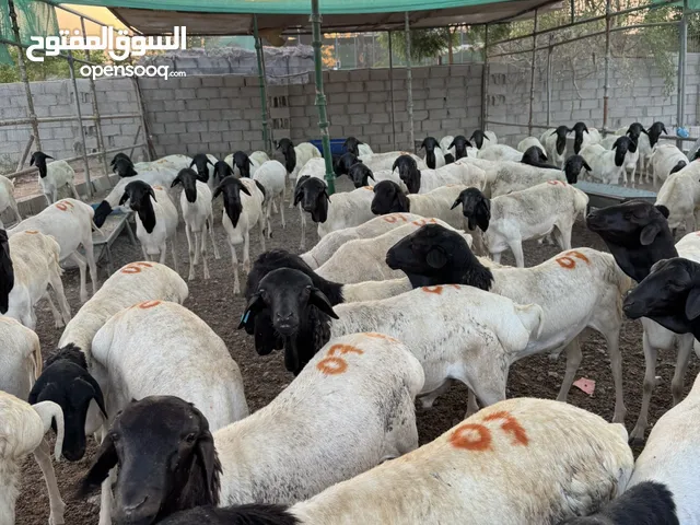 Eid sheepاضاحي للبيع