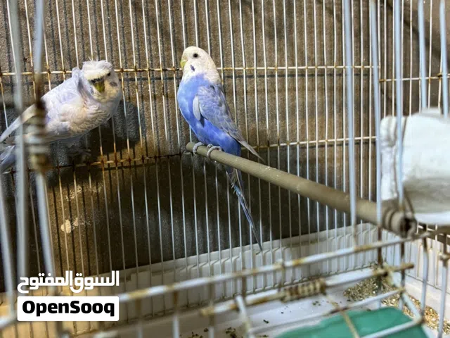 اقرا وصف ربي يبارك كوبيات كسبه