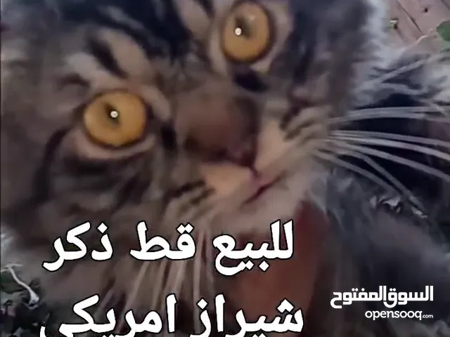للبيع قطه شيرازي سكوتش بسعر 400 شيكل  للاستفسار