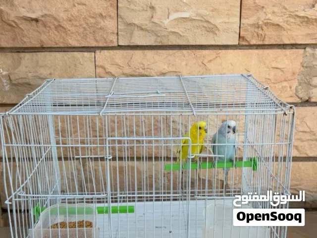 الوصف مهم جدا رقم تواصل فا الوصف