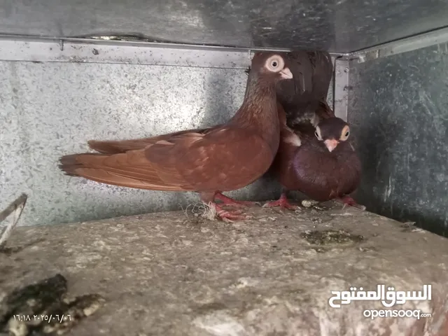 جوز حمام فينرات لون احمر vip