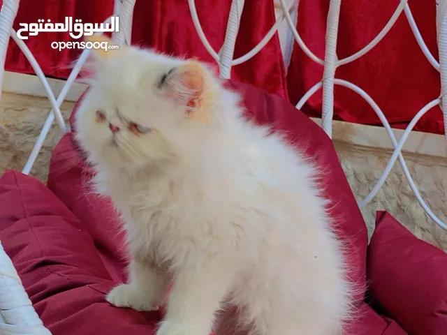 كيتن بيرشن للبيع