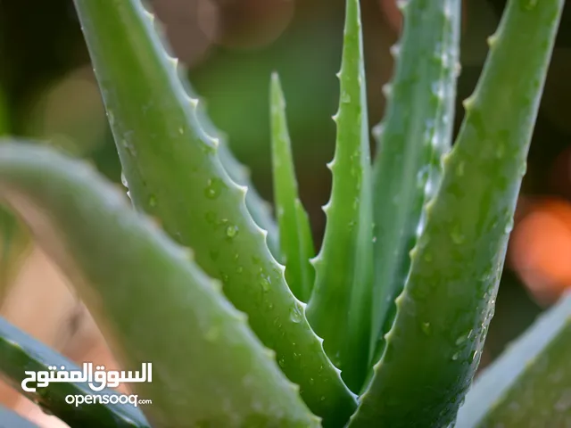 اولوفيرا للحروق من شمس و للوجه و شعر متوافر زينة و طبية
