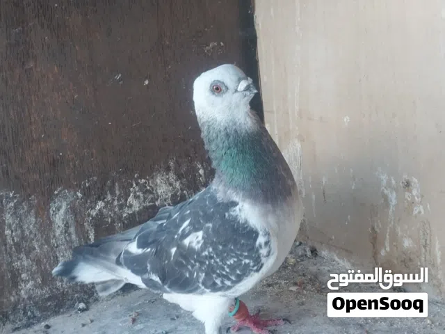 متاح  فراخ للبيع