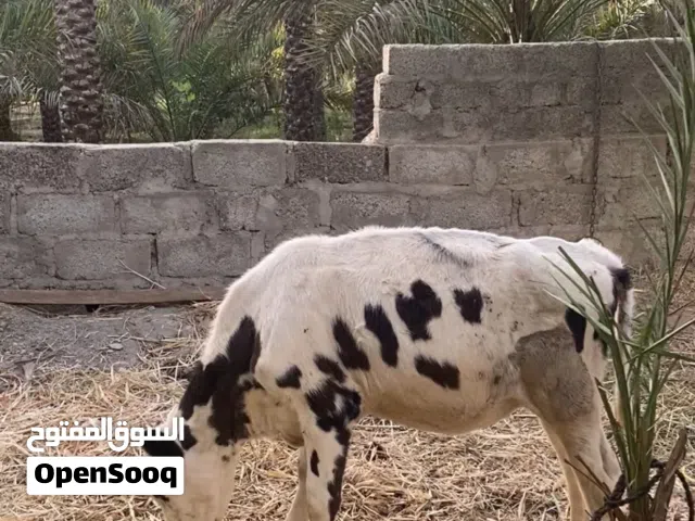 للبيع عجله هولنديه تبارك الله عليه إلى يريد يربي رقم واحد حال تربيه ماتتفوت            شووف الوصفففف