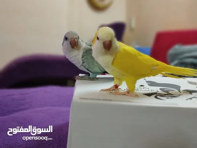 beautiful blue and yellow Quaker parrot