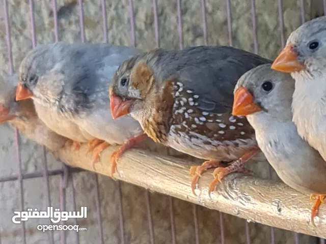 زيبرا جامبو