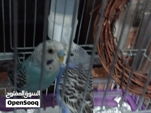 عصافير حب عدد 2