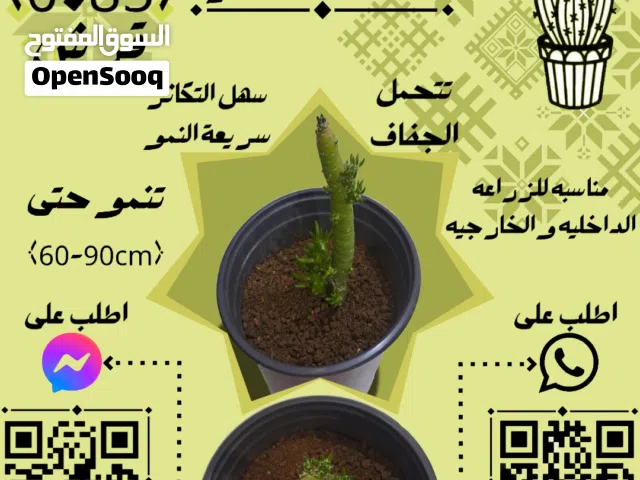 عروض وهدايا الربيع من أَلْوَى للنباتات المنزلية