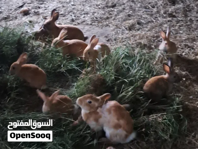 ارانب ذكور للبيع كبار ومتوسطات