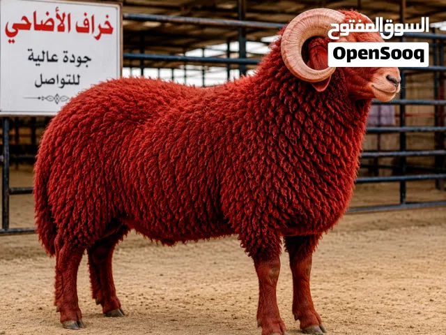 Naeemi Kuwaiti sheep