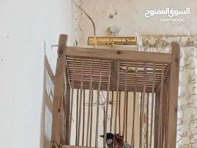 بلبل وحشي للبيع المكان البصره الحيانيه