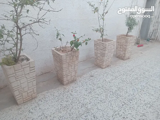 محابس غرس للبيع الله يبارك