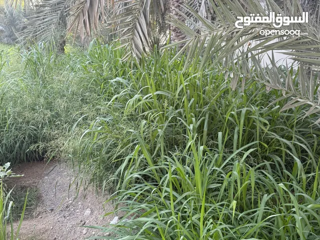 أعلاف خضراء للمواشي