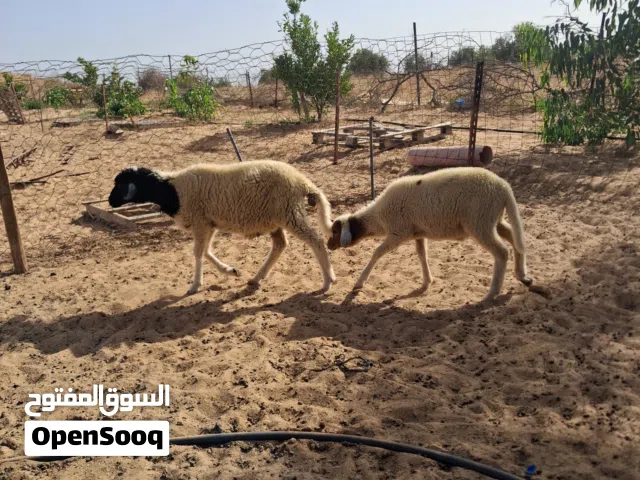 اتنين خرفان للبيع