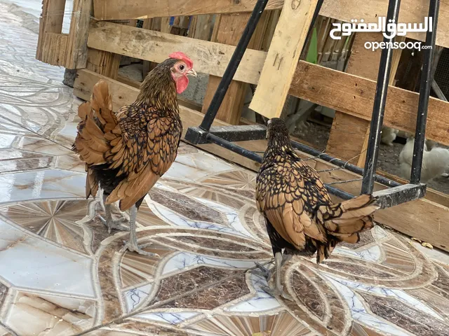 زوج اسباني سبرايت حني