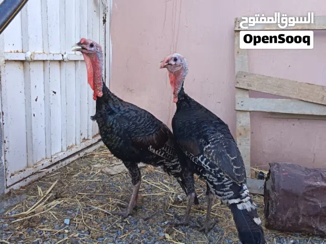 ديك رومي ذكور