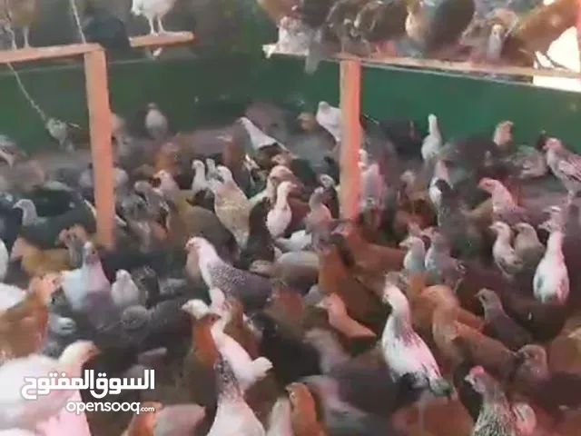 صيصان دجاج