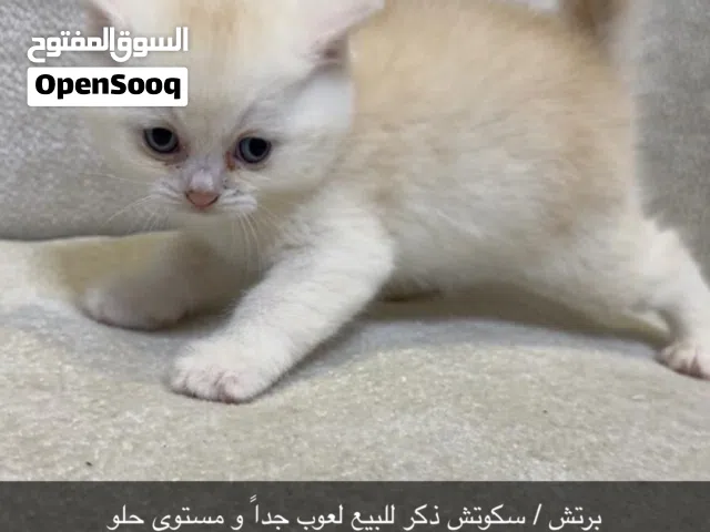 قطط برتش سكوتش