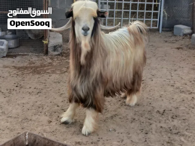 ما شاء الله مجموعه غنم للبيع  تيس  عمر اربع سنوات  شاه عاقر  جاعدتين بكر تحتها حمله