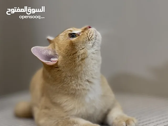 شكوتش جميل بسعر رمزي
