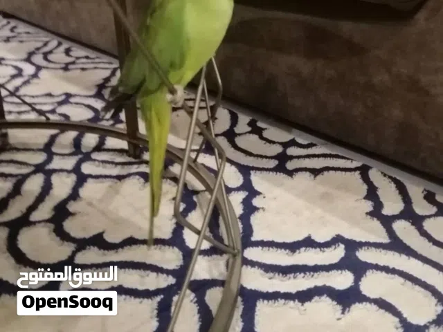 بغبغاء دره