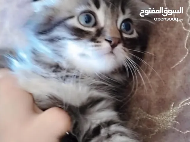 قطط للبيع ما شاء الله