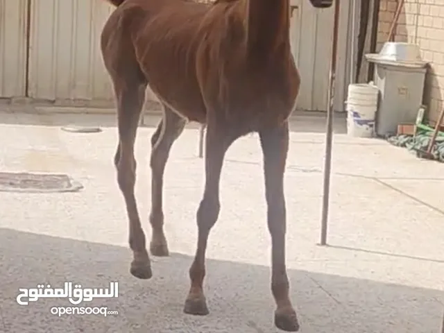 للبيع فلو عربي العمر سنه و شهرين