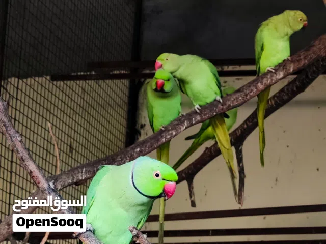 ازواج ببغاء الدرة (المتوه)