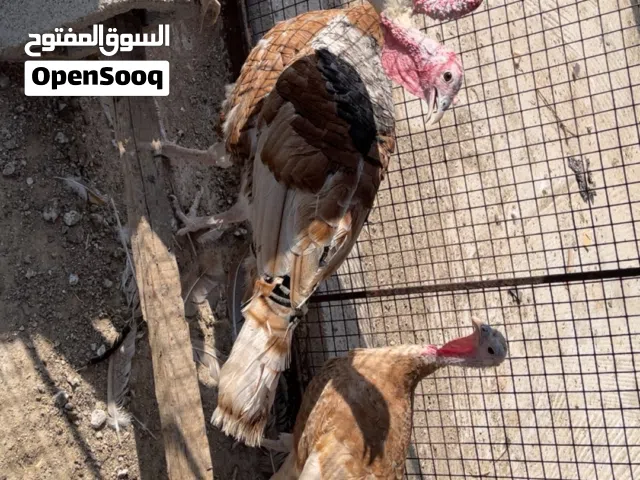 دجاج رومي ذكر وانثى 2