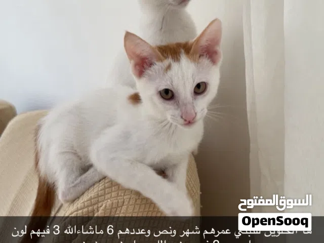 قطط للتبني صغار