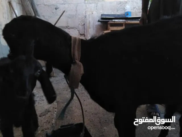 عنز شاميه للبيع