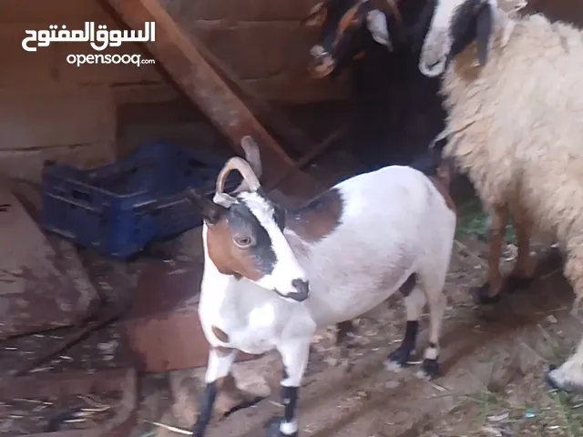 صخول اللبيع مضاريع ثنينهن ابيعهن
