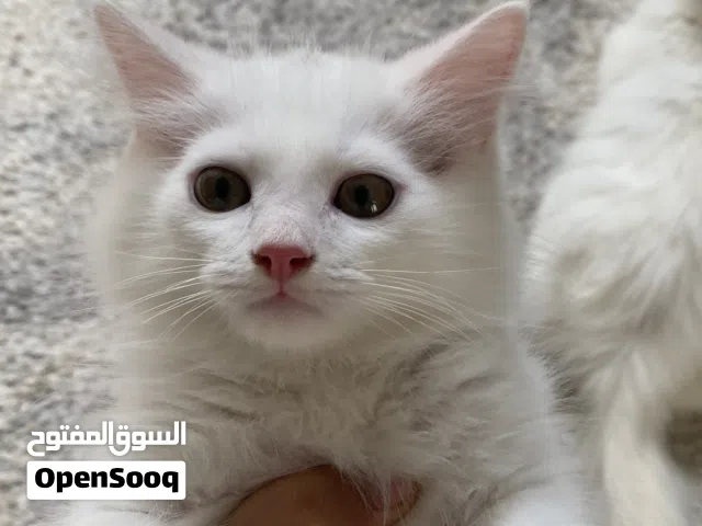 قط مكس سيبيري و تركي الانجورا