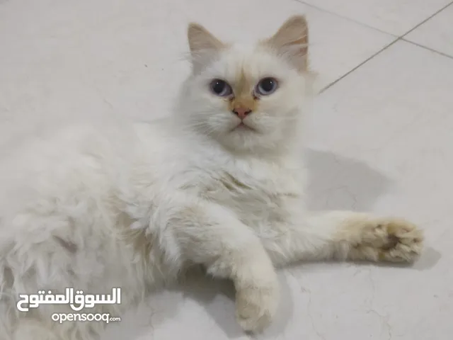 قطه شيرازي انثه