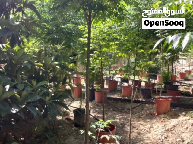 أشجار زنزلخت إيطالي للبيع هل بتدور على شجرة ظل سريعة النمو وتضيف منظر جمالي لبيتك أو مزرعتك؟