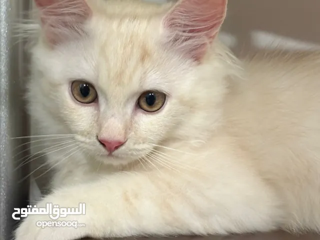 قط ذكر للتبني