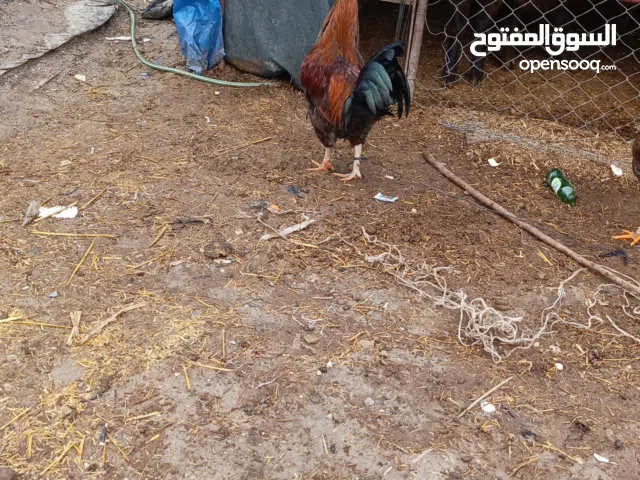 دجاج للبيع مرسين