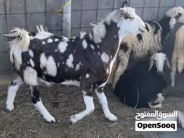 أغنام محليه للبيع