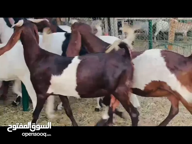 للبيع باكستاني
