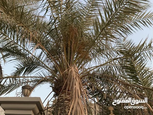 للبيع نخيل شجر حط سعرك