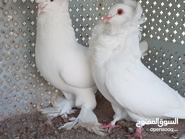 حمام للبيع