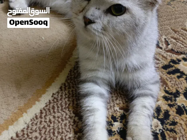 قط ذكر البيع اربد الطيبه